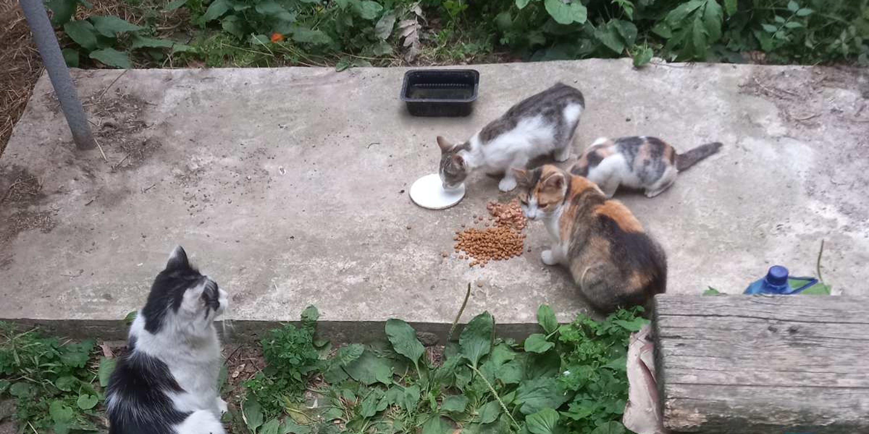 Volunteer Tatiana feeding homeless cats in Kherson, Ukraine