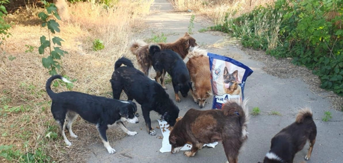 Our Mission to Help Abandoned Animals in Kherson