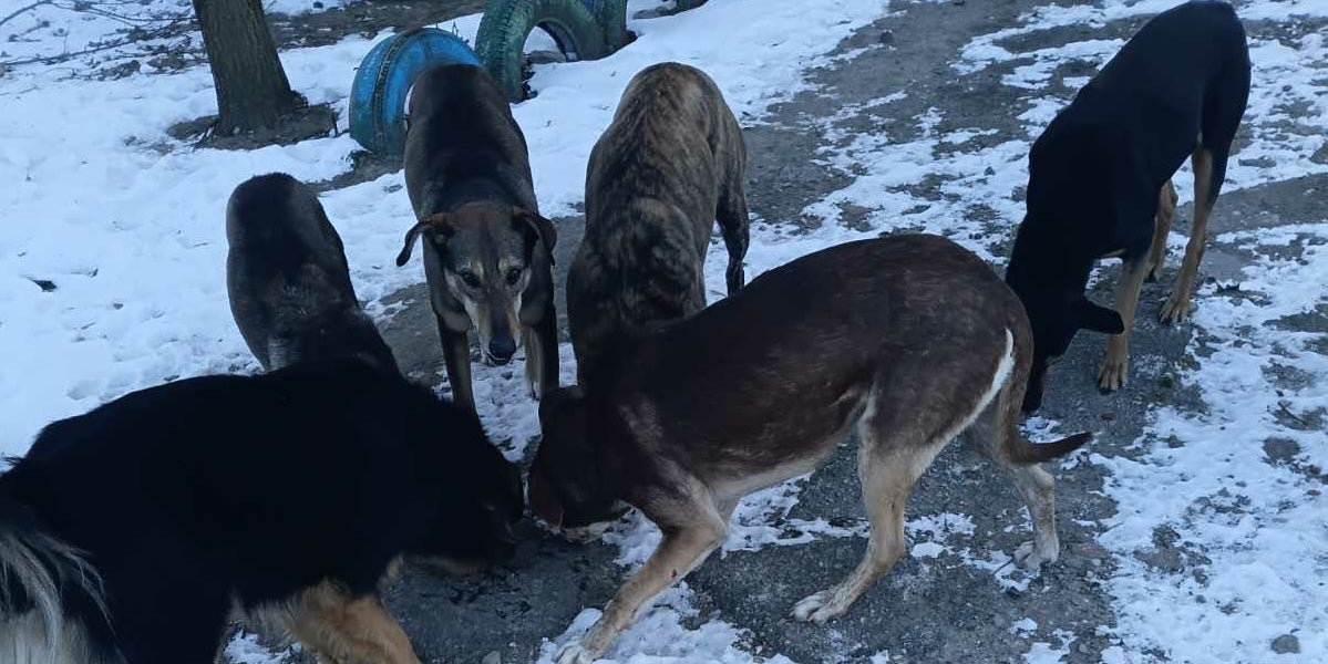 Supporting Animals in Kherson and Oleshky in 2025 — Thank You for Caring